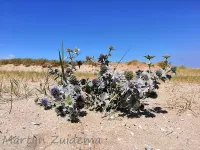 Blauwe zeedistel [Eryngium maritimum]